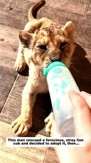 This man rescued a ferocious, stray lion cub and decided to adopt it, then...