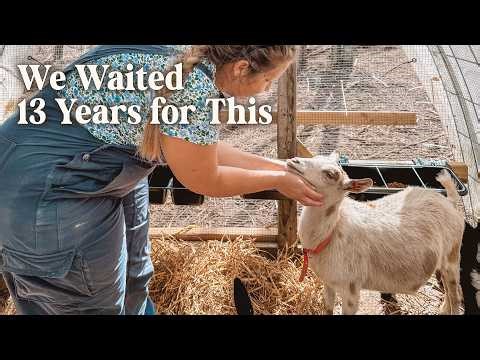 We Finally Got Dairy Goats! (First Milking, Homemade Cheese, and More)