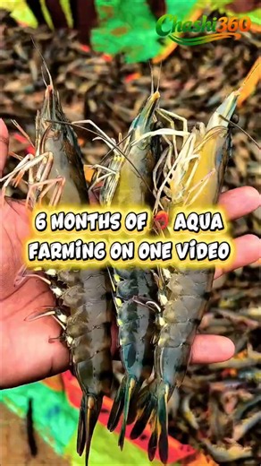 🔥 Huge Shrimp Harvest 🦐 | 6 Months Aqua Farming Journey | Shrimp Farming #Shorts #chashi360