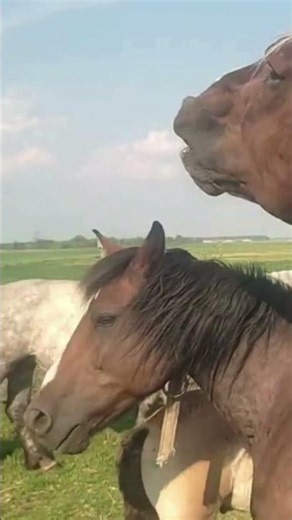 Mares Are Loved, Stallions Are the Best | Incredible Horse Moments