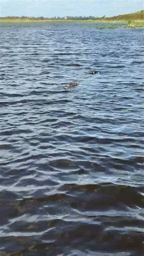 American alligator spotted on an airboat tour today at Everglades Holiday Park