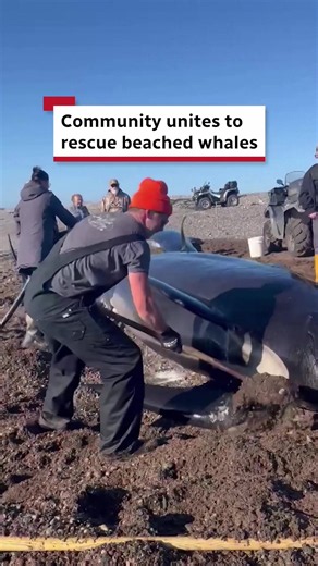 About 20 people from the community of Point May, N.L., came together to rescue two beached pilot whales on Oct. 25 using buckets, hoses and even an excavator during the four-hour operation. However, locals reported the female whale was later found washed ashore and died the next day. #Whale #Rescue #newfoundland #Moment #CBCNews