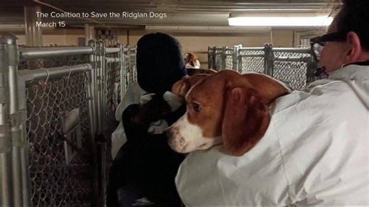 Animal rights activists storm beagle research facility in Wisconsin