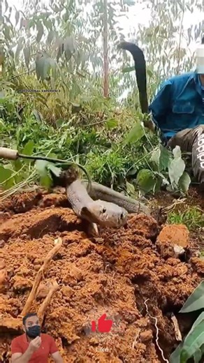 Expert Teamwork: The Art of Controlling a Giant Cobra! 🐍😱