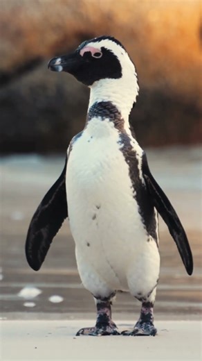 Mind-Blowing Facts About African Penguins