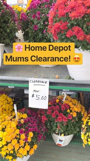 🌸 Home Depot Mums Clearance! 😍 So Many Beautiful Flowers for Less! 09/28/26 #HomeDepot #Clearance