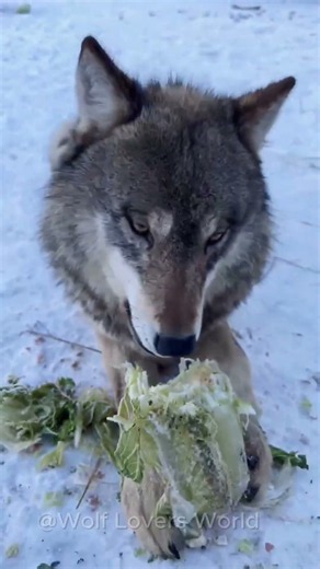 This Wolf Loves Eating Vegetables Instead of Meat! #wolf #wolfpack #shorts