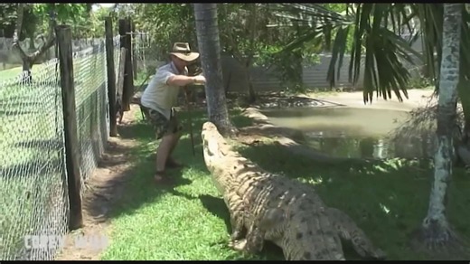Discovering massive crocodile attack incidents caught on camera