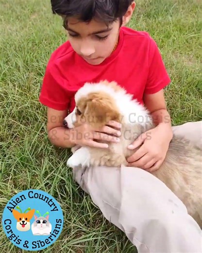 🧚Lil Fairy With A Big Bark | Organic Pembrokes with Tails by Alien Country Corgis & Siberian Cats