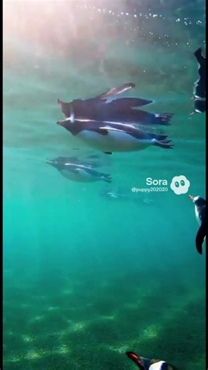 Penguins Flying Underwater | Calm & Healing Ocean Scene #penguin
