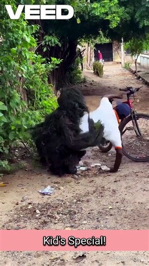 Craziest Animal Chase Memes Ever Over Public