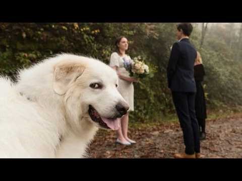 The Most DRAMATIC Dogs Ruining Their Owners of 2026 So Far! 🤣 Try Not To Laugh