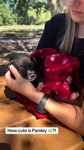 I figured seeing another new puppy might cheer your Thursday afternoon up. This is parsley, who just came into The City of Mobile Animal Services. This boy is only around five weeks old and we really would love to get him into a home rather than the Shelter. He is available immediately. Adoption application link; https://www.surveymonkey.com/r/COMASAL #dogsoftiktok #dogs #fyp #OfficeOfSecondChances #foryoupage