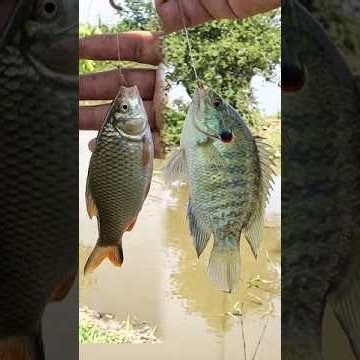 Countryside Canal Fishing, Amazing Results! 🌾🤩