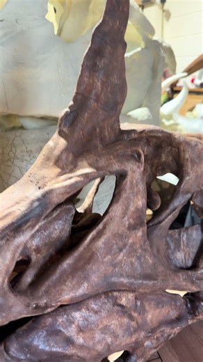 Spinosaurus mirabilis vs Spinosaurus aegyptiacus: New 2026 skull discovery
