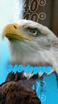 The Ultimate Aerial Predator: Bald Eagle Superpowers #youtubeshorts #wildlife #birds