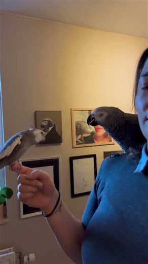 Cockatiel Sings as African Grey Parrot Dances Along