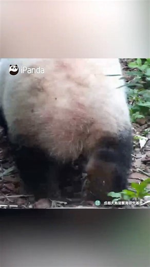 Even Hua Hua's Butt Is So Cute | iPanda #shorts