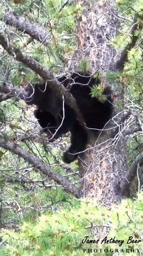 Two Black Bear Cubs Sleeping High Up in a Tree- Yellowstone