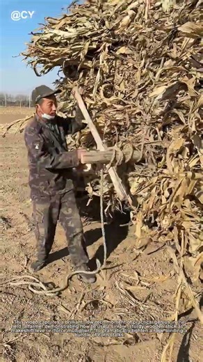 The Farmer's Secret to a Tighter Bale: Using a Wooden Lever to Lock Corn Stalks! 🌽🪵