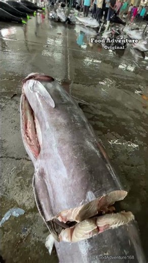 Massive marlin: this ocean giant shocks everyone 🤯 #Fishing #SeaLife #ViralReels