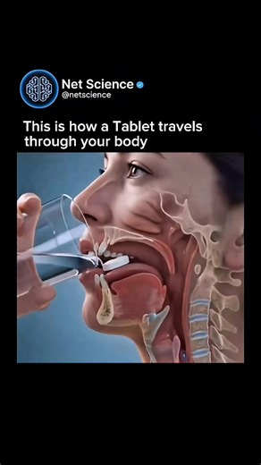 How a Tablet Travels Through Your Body 💊
