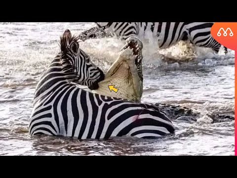 FOI ISSO QUE A ZEBRA FEZ QUANDO FOI ATACADA POR UM CROCODILO