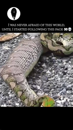 @wildixo4 on Instagram: "The Burmese python (Python bivittatus) is one of the largest species of snakes in the world. Here is a summary of key facts about the Burmese python Adults commonly reach 10 to 16 feet (3 to 4.9 meters) in length, but confirmed specimens have been measured up to 19 feet (5.8 meters). They can weigh up to 200 pounds (90.7 kg). Females tend to be larger than males. Appearance: They are heavy-bodied, with a pattern of large, dark brown or olive blotches outlined in cream or