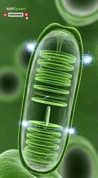 How a Banana Tree Grows from Inside 🍌 | Hidden Plant Biology Explained