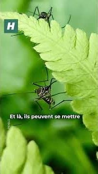 Où sont les moustiques et quand vont-ils revenir ?
