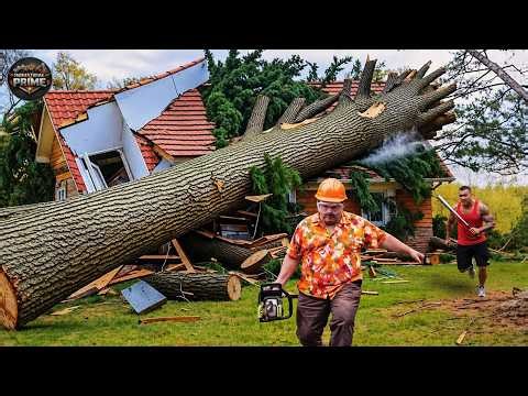 Idiots With Chainsaws: Tree Cutting Fails | Extreme Dangerous Logging Truck Fails #48