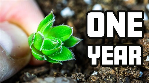 365 days of succulent growth: Hens and chicks time-lapse transformation!