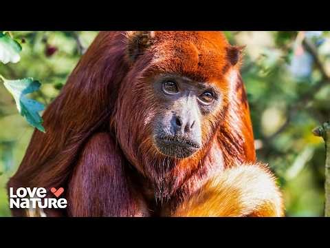The Wildest Family Bonds | Baby Animals 204