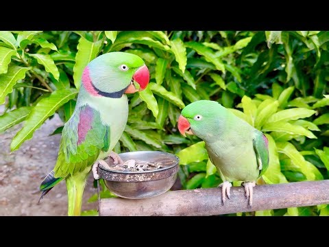 Green Talking Parrots Natural Voices