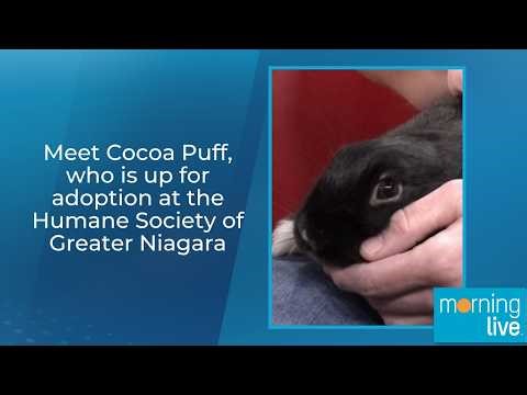 Meet Cocoa Puff, who is up for adoption at the Humane Society of Greater Niagara