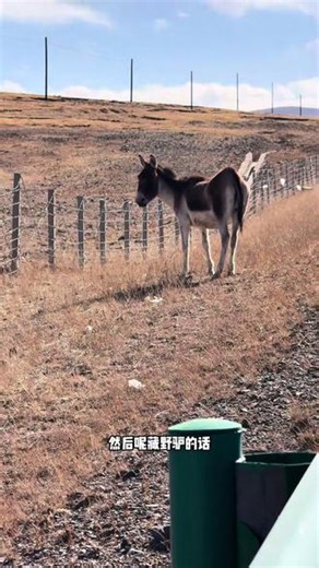 稀有动物 青藏高原的稀有动物藏野驴国家一级#青藏高原 #动物 #藏野驴