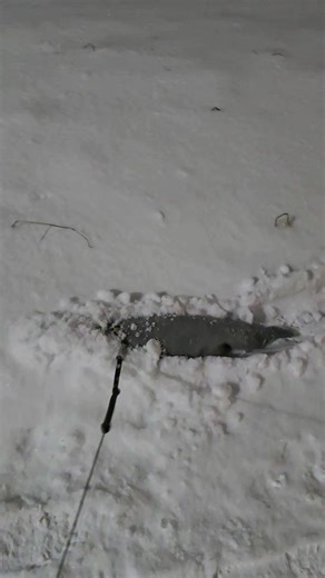 #Хакан #mink #норка #minkHakan #животные #домашниеживотные #счастливыймалыш