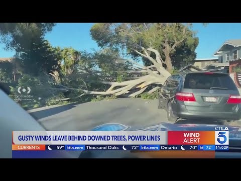 Gusty winds leave behind downed trees, power lines across SoCal