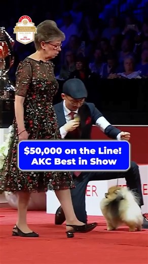 $50,000 on the Line at AKC Best in Show