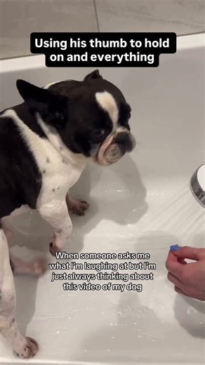 Funny boston terrier Using his thumb to hold on & everything #bostonterrier #funnydogs