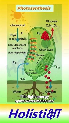 [ Photosynthesis ]