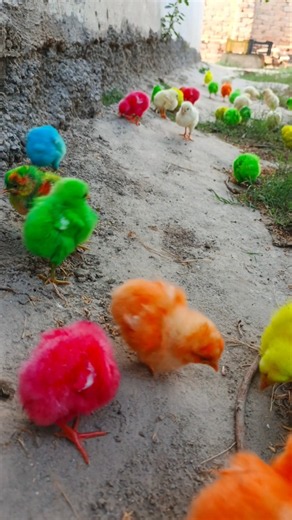 Cute Little Chicks Chirping Sound | murgi bacche chhote chhote | chuja wala video #wildlife #shorts