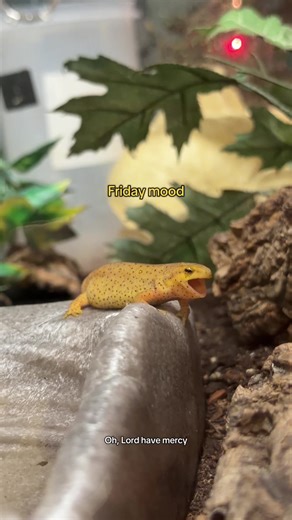 Discover Eastern Newts: Meet Biggie Smalls at the Aquarium