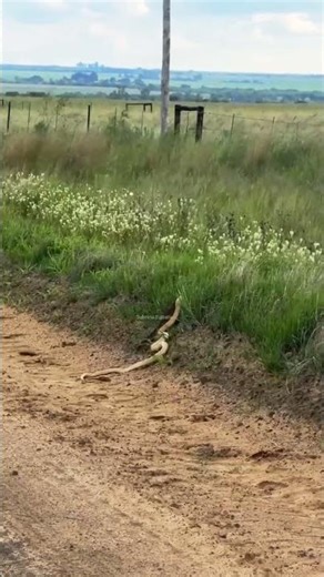 Mesmerizing Snake Movement in Nature #naturelovers #snake #animals #snakevideo #cobra