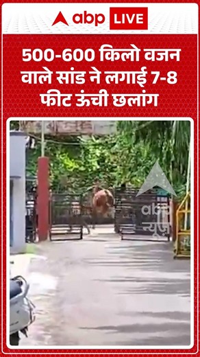 Viral News : 500-600 किलो वजन वाले सांड ने लगाई 7-8 फीट ऊंची छलांग | Latest News | #shorts
