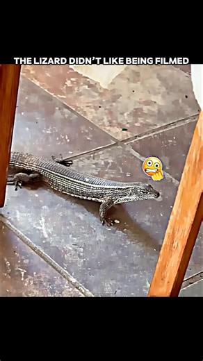 This Lizard Had ENOUGH of Being Filmed! #trending #animals #wildlife #youtubeshorts