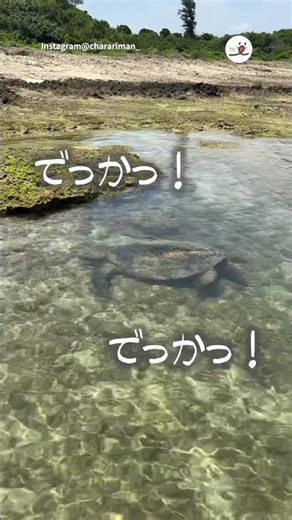 海の真実を知ってそう｜PECO
