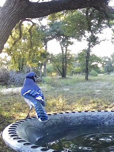 Wake Up, Everyone! Blue Jay Calls at Sunrise! 💙🐦☀️