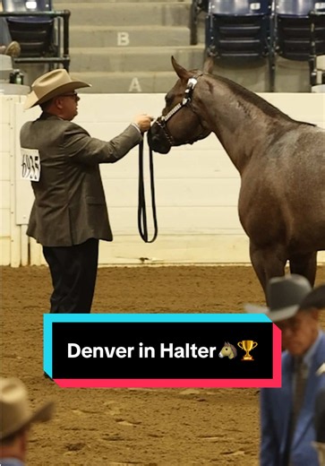 Denver wins Congress Championship & 2 Reserve Congress Championships