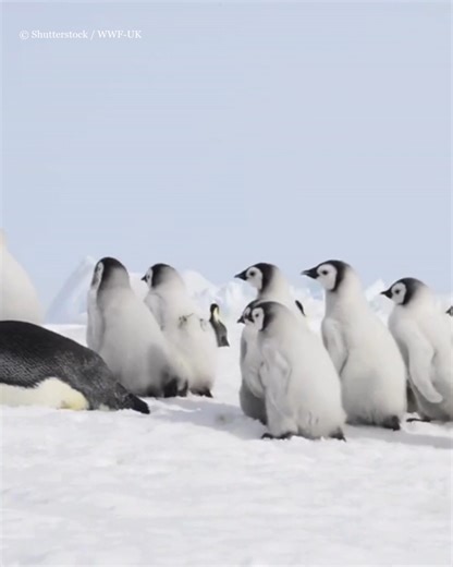 Emperor penguins might look a bit clumsy on land… but it’s a different story when they’re in the water! 🤿 These seabirds are incredible divers and can hold their breath for up to 22 minutes. And at around 4 months, penguin chicks will be able to start swimming too. | WWF